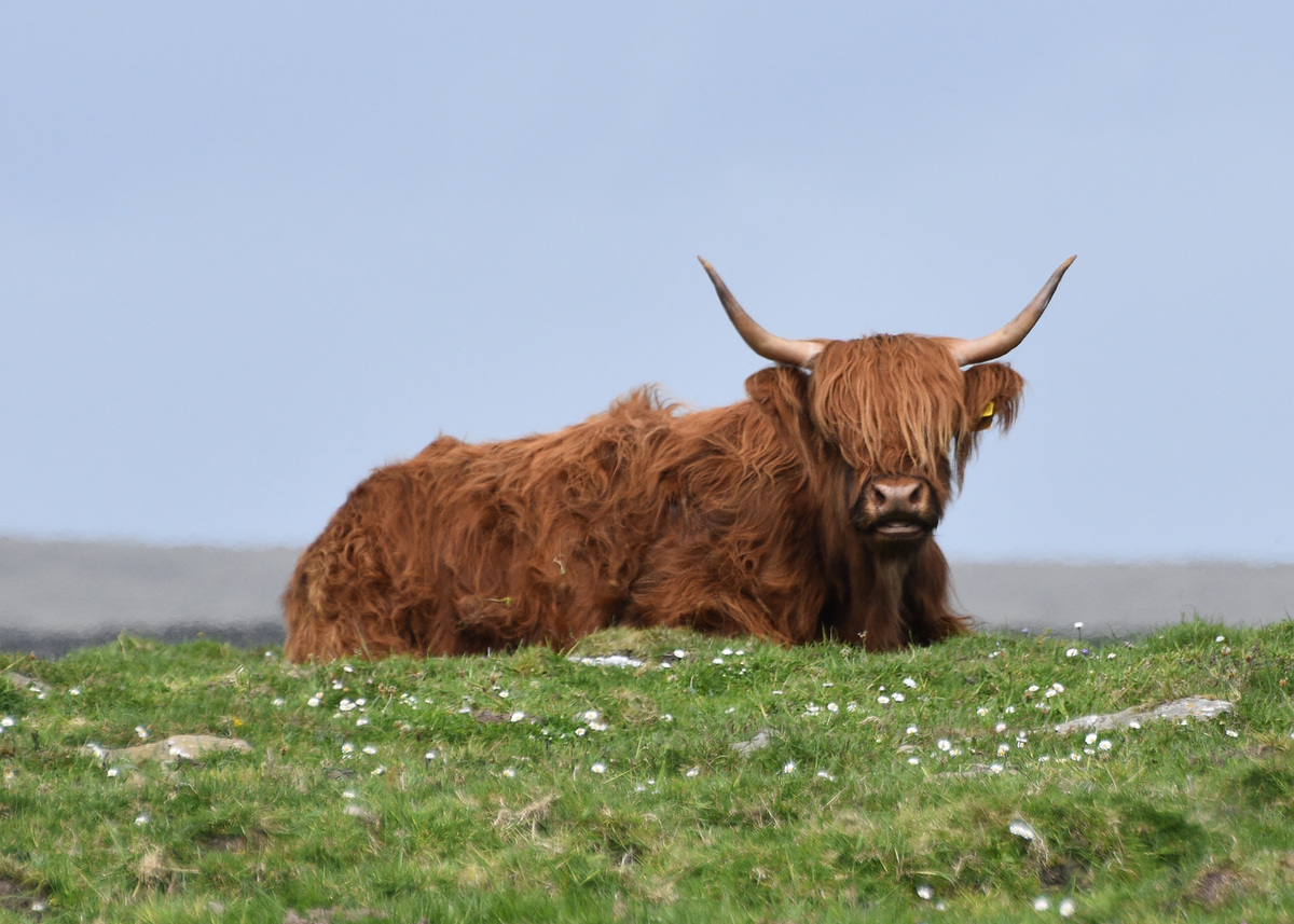 Highland cow in Shetland